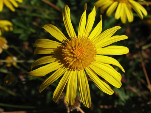 arnica1